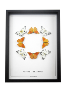 Nature is beautiful (orange/blanc) - bestioles
